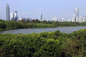 深圳積極構建海洋生態文明城市。圖為從深圳灣北東岸深圳河口的紅樹林自然保護區遠眺深圳市區拔地而起的建築群。