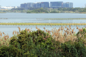 深圳華僑城濕地人工建造了「樹樁島」供鳥類棲息（李明放 攝）