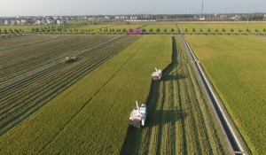 收割機在松江區家庭農場的稻田內收割水稻。松江區一批「能種地、會開機、懂經營」的家庭農場主，戶均收入超過11萬元人民幣。 （新華社 裴鑫 攝）