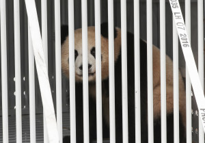 這是6月24日在德國首都柏林拍攝的大熊貓「夢夢」。（新華社 單宇琦 攝）