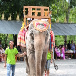 我們因探訪大象得到那麼多快樂，然而大象卻因為人類的貪婪受痛苦。(攝影/林孝永)
