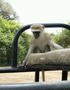 爬上巡邏車的非洲長臂猿。