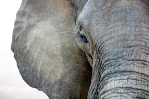 辛巴威現有83000頭大象，有關機構估計每年大約有1200頭大象被盜殺。
