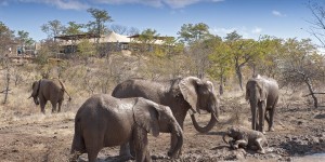 在志願者營地附近活動的象群。
