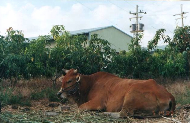 二層行溪旁的農家畜養的黃牛，仍擔任主要獸力。